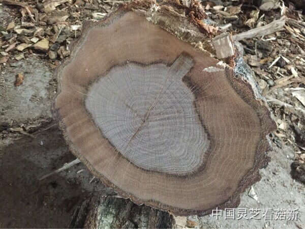 2016.1.14 菇新靈芝黃山基地考察報道