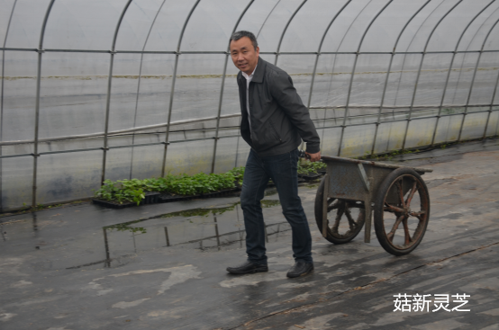 菇新創(chuàng)始人顧越峰先生親自參與到種植基地的建設(shè)