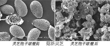 靈芝孢子粉破壁前后對比