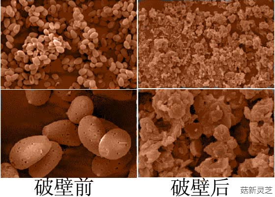 靈芝孢子粉破壁前后對比