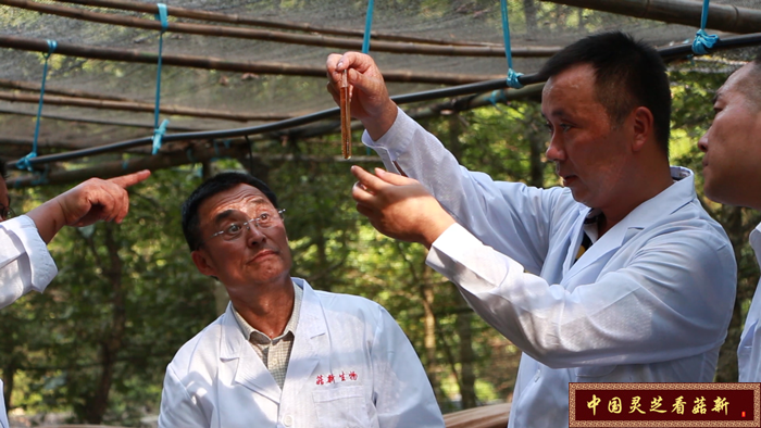 顧總率專家團(tuán)隊(duì)對(duì)今年靈芝孢子粉對(duì)定量分析