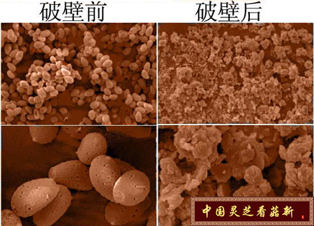 破壁后的靈芝孢子粉更易吸收