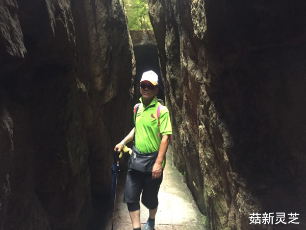 菇新靈芝黃山行