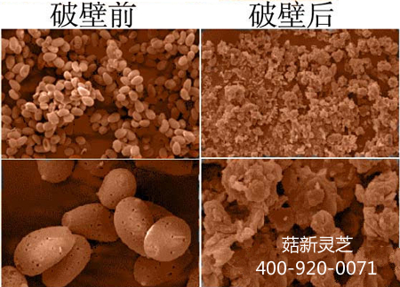 電子顯微鏡下靈芝孢子粉破壁前后的對(duì)比圖