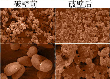 破壁靈芝孢子粉 破壁前后對(duì)比圖