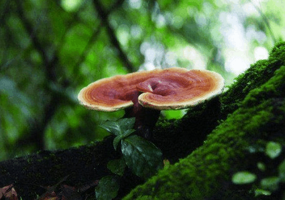 靈芝孢子粉有養(yǎng)肺的效果嗎