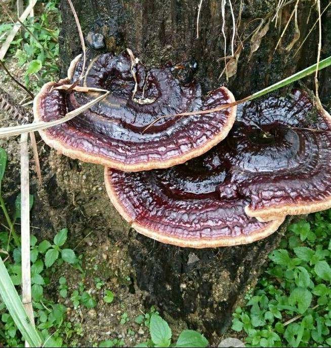 靈芝富含靈芝多糖、靈芝三萜等